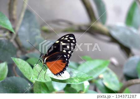 A Butterfly Resting on a Green Leaf and Spring Flowers.  134371287
