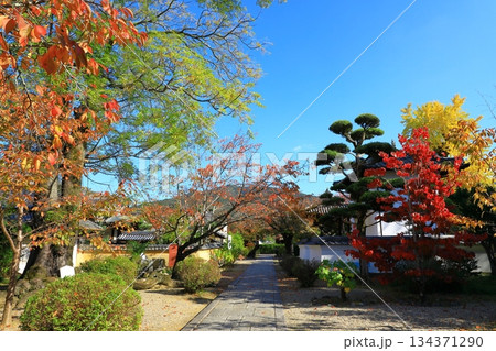 明日香村　紅葉の橘寺 134371290