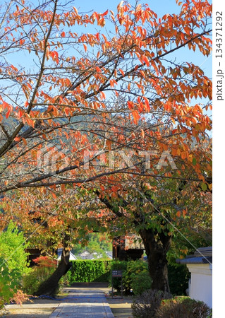 明日香村 紅葉の橘寺 明日香村 紅葉の橘寺 134371292