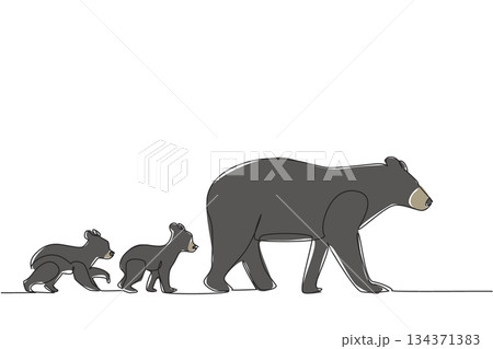 Single continuous line drawing mother black bear walking with 2 cubs walking following her mother behind. Teaching hunting. Predator. National Black Bear Day. One line design vector illustration 134371383