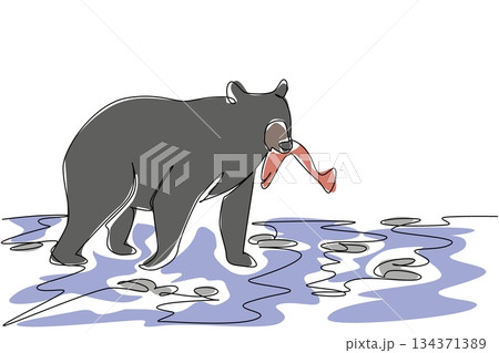 Single continuous line drawing black bear walking on rocky river while its mouth is biting a fish. Mother bringing fish food for children. National Black Bear Day. One line design vector illustration Single continuous line drawing black bear walking on rocky river while its mouth is biting a fish. Mother bringing fish food for children. National Black Bear Day. One line design vector illustration 134371389