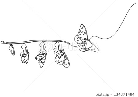 Single continuous line drawing the evolution from cocoon to butterfly attached to tree branch. A beautiful transformation. Butterfly Education and Awareness Day. One line design vector illustration 134371494