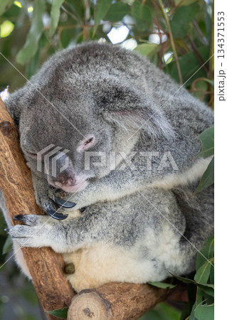 Koala　コアラ 134371553