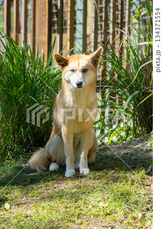 dingo　ディンゴ 134371554