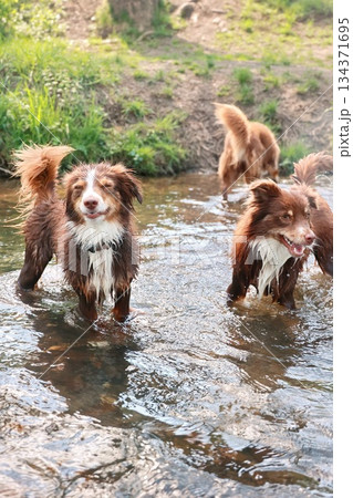 Three dogs are playing in a river Three dogs are playing in a river 134371695