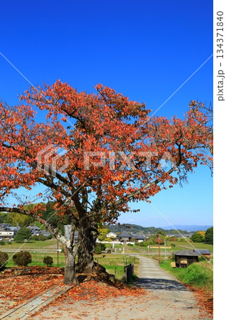 明日香村　川原寺跡弘福寺と桜紅葉 134371840