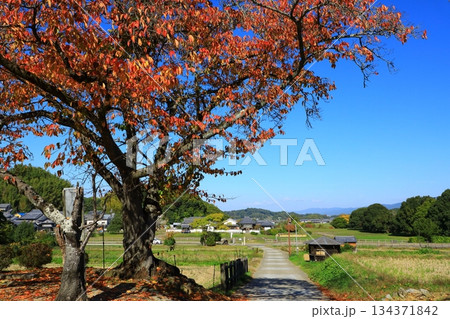 明日香村 川原寺跡弘福寺と桜紅葉 明日香村 川原寺跡弘福寺と桜紅葉 134371842
