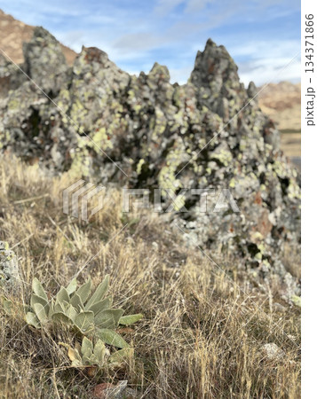 Rocky landscape thistles. High quality photo Rocky landscape thistles. High quality photo 134371866