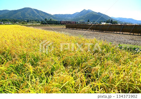 実りの秋と釜石線のディーゼルカー（快速はまゆり） 134371902