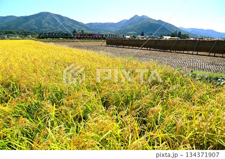 実りの秋と釜石線のディーゼルカー(快速はまゆり) 実りの秋と釜石線のディーゼルカー(快速はまゆり) 134371907