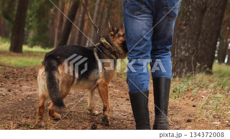 Morning adventure with German Shepherd, Man and dog trek outdoors, Walking through tall trees, Teamwork on a walk, Forest air with your dog, Exploring with your loyal pet, German Shepherd leads the 134372008