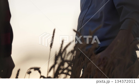 A farmer's handshake in the wheat field at dusk, Celebrating a successful harvest with a handshake among wheat, Two farmers agreeing on a deal amidst golden wheat fields, Hands locked in partnership 134372011