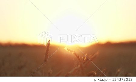Handshake amidst wheat fields, Farmers greeting under the sun, Unity in agriculture, Partnership in farming, Wheat field handshake at dusk, Collaborative success in farming, Sealing a deal among crops 134372012