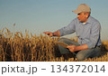 Crop specialist studies the condition of a wheat field, Man in a cap and blue shirt observes agriculture progress, Hands-on inspection of wheat plants with a digital device, Person engaged in 134372014