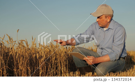 Crop specialist studies the condition of a wheat field, Man in a cap and blue shirt observes agriculture progress, Hands-on inspection of wheat plants with a digital device, Person engaged in 134372014