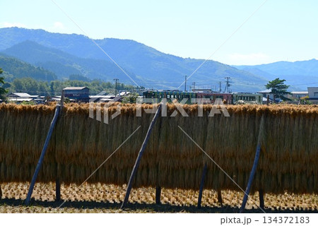 遠野の水田地帯を走る釜石線のディーゼルカー(快速はまゆり) 遠野の水田地帯を走る釜石線のディーゼルカー(快速はまゆり) 134372183