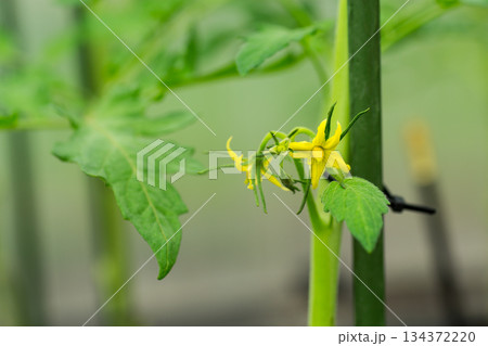 Tomato blossoming in greenhouse conditions in spring 134372220