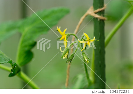 Tomato buds at the stage of fruit ovary 134372222