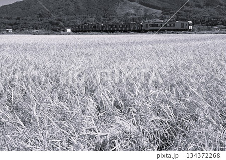 遠野の水田地帯を走る釜石線のディーゼルカー（快速はまゆり） 134372268
