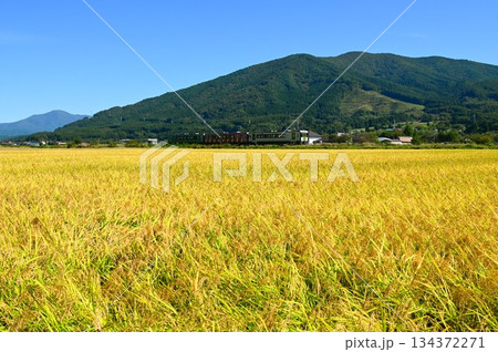 遠野の水田地帯を走る釜石線のディーゼルカー（快速はまゆり） 134372271