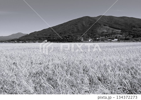 遠野の水田地帯を走る釜石線のディーゼルカー（快速はまゆり） 134372273