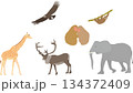 野生の動物イラストセット 134372409
