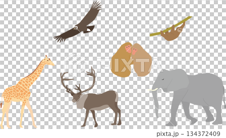 野生の動物イラストセット 134372409