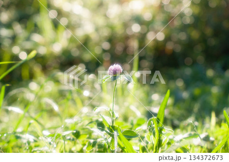 春の芽吹 春の芽吹 134372673