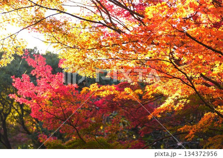 色鮮やかな紅葉の森 色鮮やかな紅葉の森 134372956