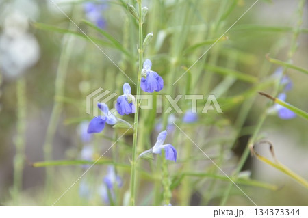 コバルトセージの花 134373344