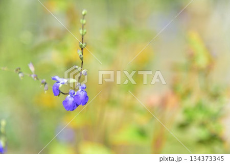 コバルトセージの花 134373345
