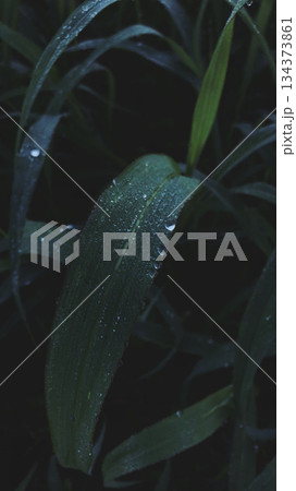 薄明の光 134373861