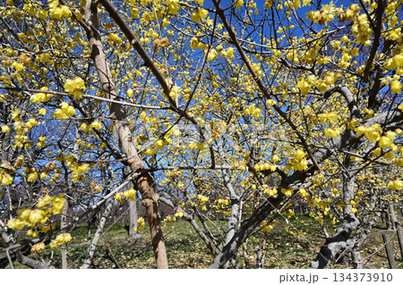 ロウバイ 134373910