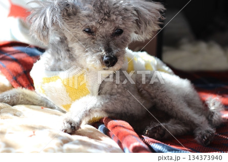 老犬　トイプードル　シルバー　ボサボサの毛　顔アップ 134373940