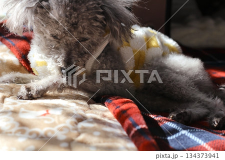 老犬　トイプードル　シルバー　ボサボサの毛　顔アップ 134373941