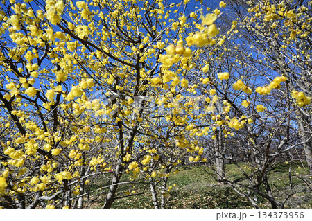 ロウバイ 134373956