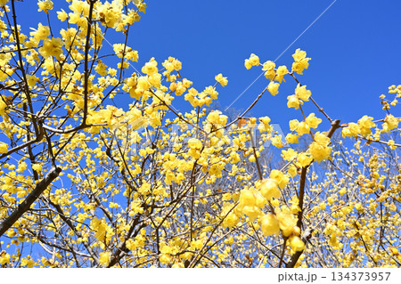 ロウバイ 134373957