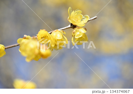 ロウバイ　 134374067