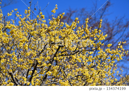 ロウバイ 134374199