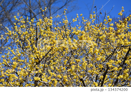 ロウバイ 134374200