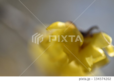 ロウバイ 134374202