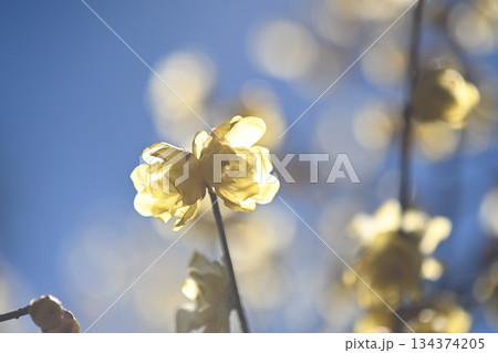 ロウバイ ロウバイ 134374205