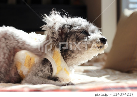 老犬　トイプードル　シルバー　ボサボサの毛　顔アップ　愛らしい表情 134374217