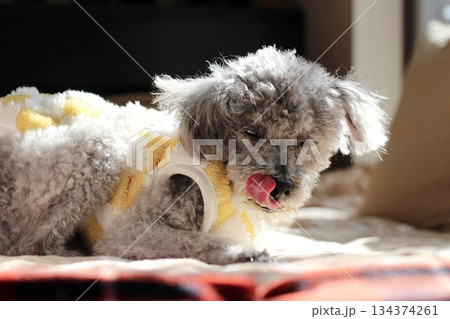 老犬　トイプードル　シルバー　ボサボサの毛　顔アップ　愛らしい表情 134374261