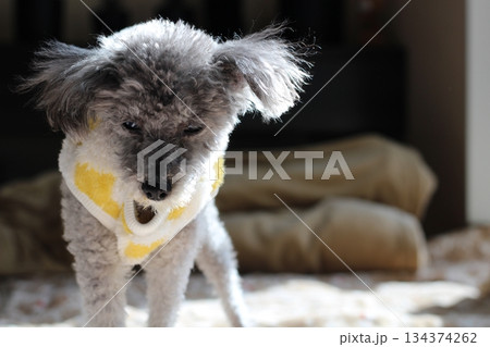 老犬　トイプードル　シルバー　ボサボサの毛　顔アップ　愛らしい表情 134374262