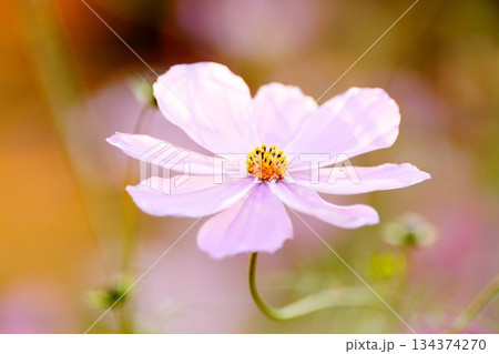 コスモス（Cosmos bipinnatus）の花　クローズアップ 134374270