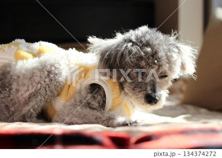 老犬 トイプードル シルバー ボサボサの毛 顔アップ 愛らしい表情 老犬 トイプードル シルバー ボサボサの毛 顔アップ 愛らしい表情 134374272