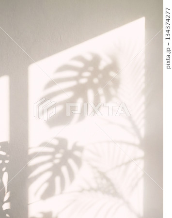 植物　影　光　日差し　室内 134374277