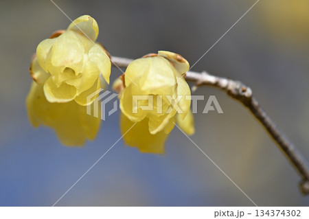 ロウバイ　 134374302