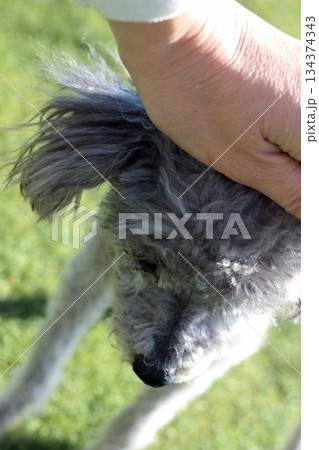 老犬 トイプードル シルバー 人の手と顔アップ 撫でられている顔の表情アップ 老犬 トイプードル シルバー 人の手と顔アップ 撫でられている顔の表情アップ 134374343